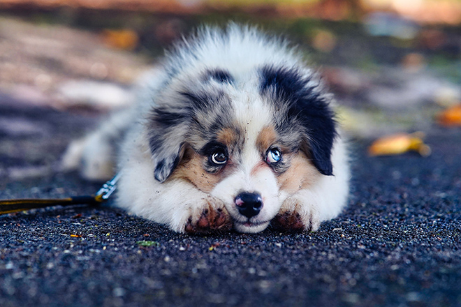 Top 15 des plus belles races de chiens aux yeux bleus